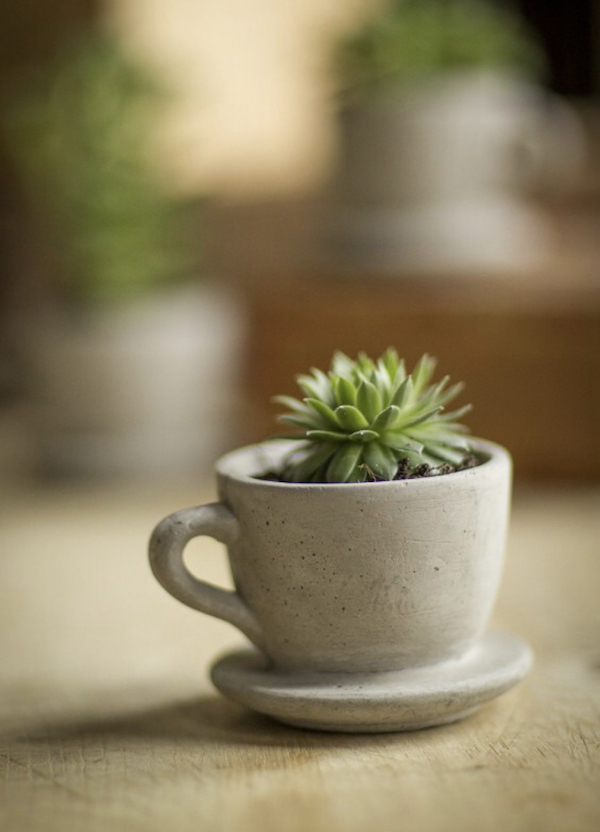 Five Unique Planter Ideas - #MoveWithGreens 3