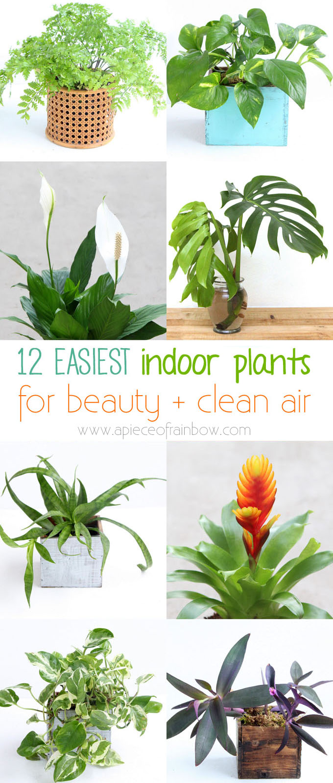 Best Plants to Keep Your Air Clean - #MoveWithGreens