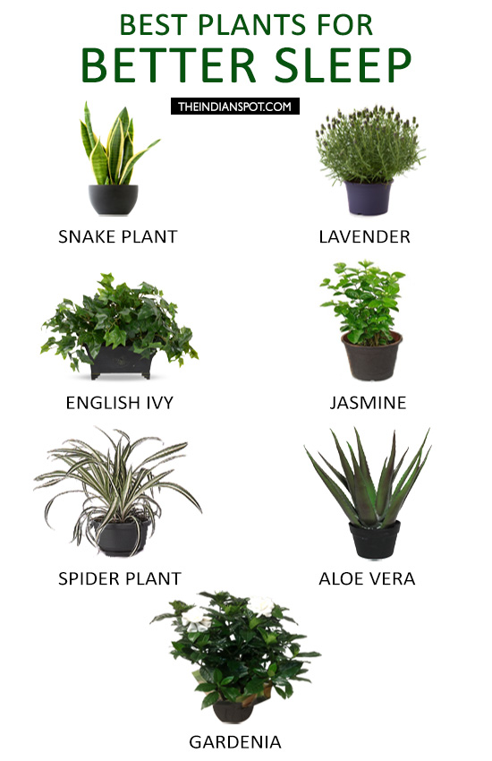 Best Plants to Help You Sleep - #MovewithGreens