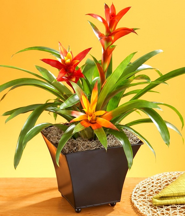 The Best Plants That Don’t Require Sunlight - #MoveWithGreens