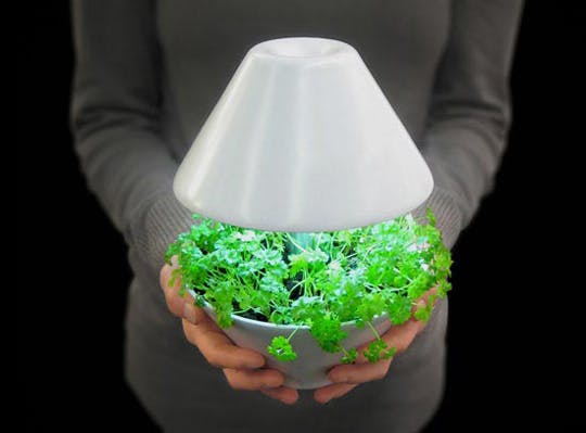 Plant that is also a light - #MoveWithGreens